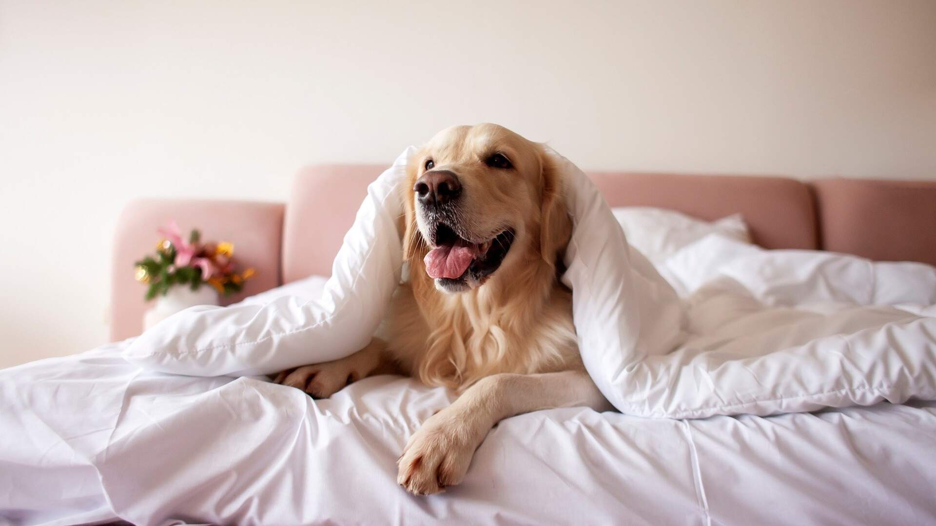 Accessori indispensabili per un soggiorno pet-friendly